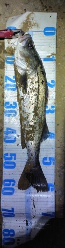 東京湾（アクアライン〜富津）