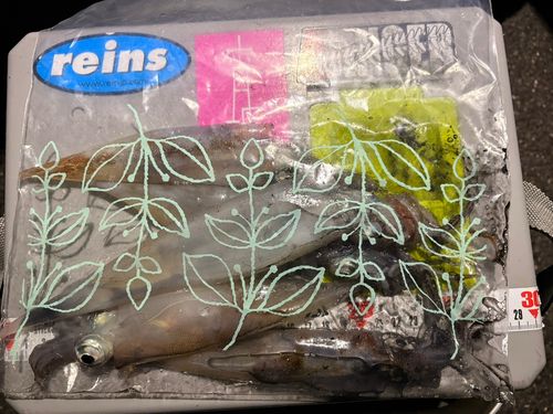 ヤリイカの釣果