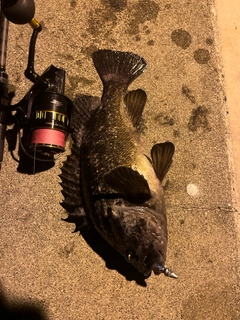 クロソイの釣果