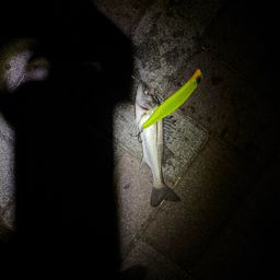 セイゴ（ヒラスズキ）