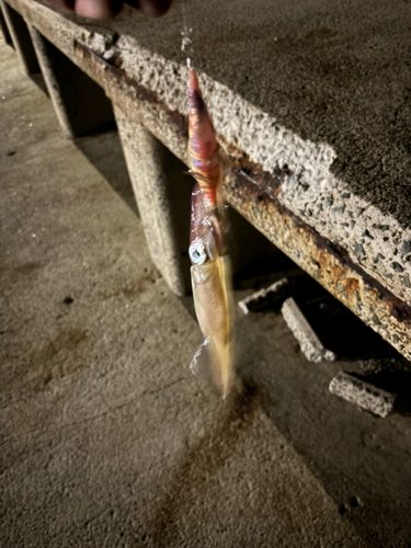 ヤリイカの釣果