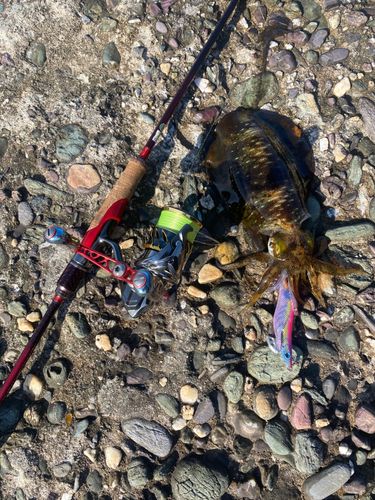 アオリイカの釣果