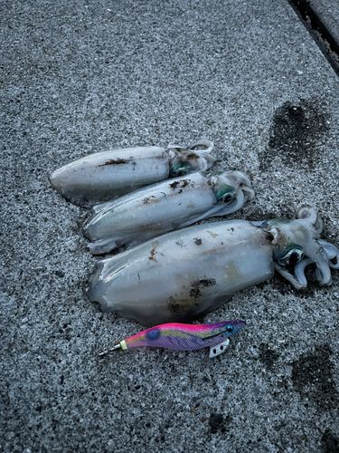 アオリイカの釣果