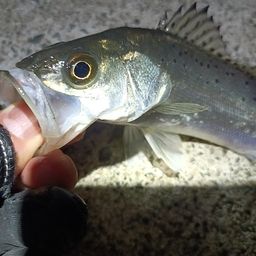 セイゴ（タイリクスズキ）