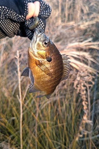 ブルーギルの釣果