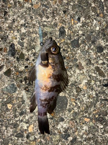 シロメバルの釣果