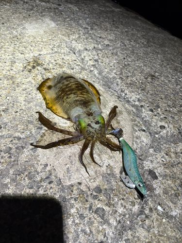 アオリイカの釣果