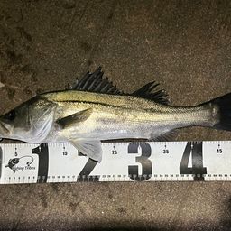 フッコ（マルスズキ）