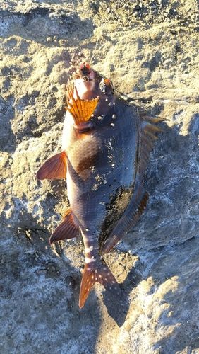 J'sフィッシング