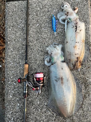 アオリイカの釣果