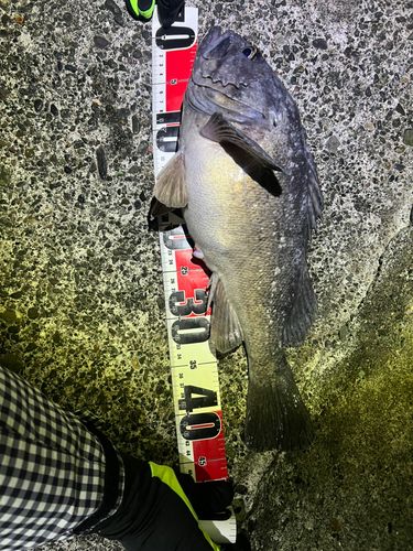 キラキラ公園（苫小牧西港）