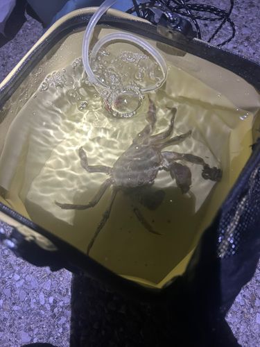 モクズガニの釣果