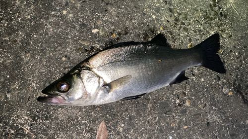 フッコ（ヒラスズキ）の釣果