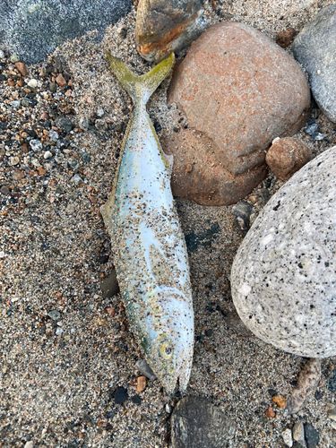 ツバイソの釣果