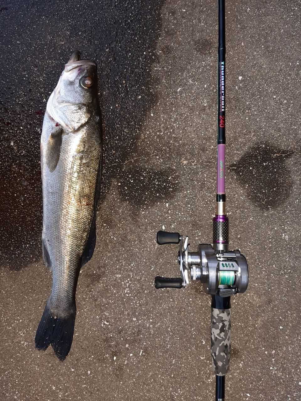 セイゴ（マルスズキ）