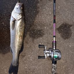 セイゴ（マルスズキ）