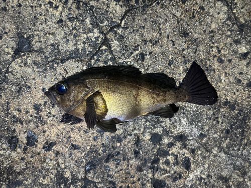 クロメバルの釣果