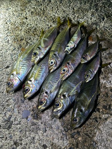 アジの釣果