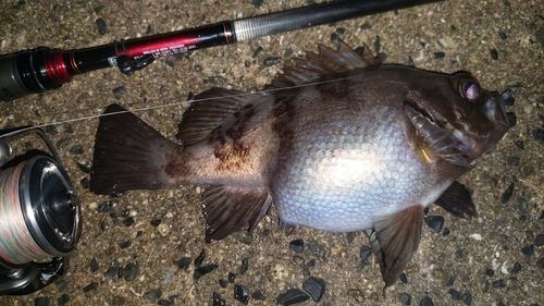 メバルの釣果