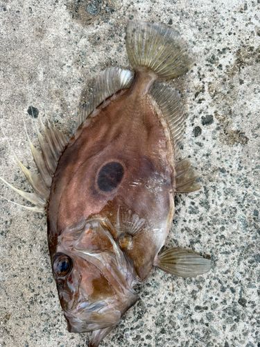 マトウダイの釣果
