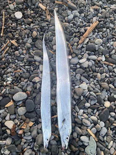 タチウオの釣果