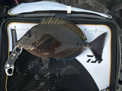 ニザダイの釣果