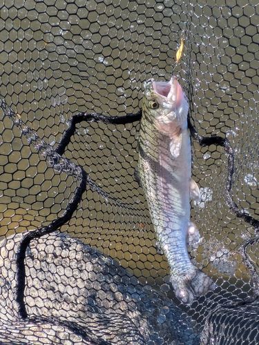 ニジマスの釣果