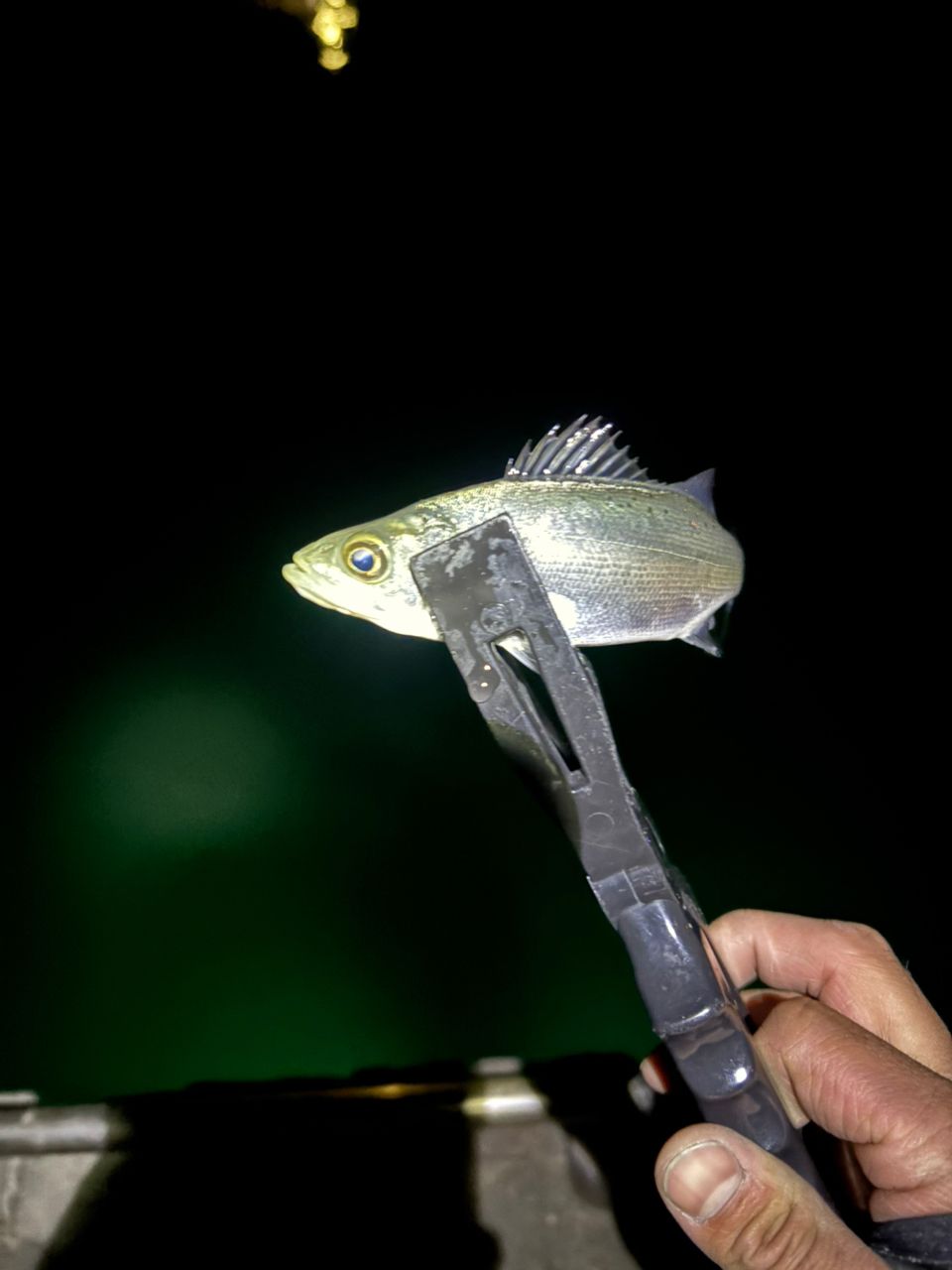 セイゴ（ヒラスズキ）