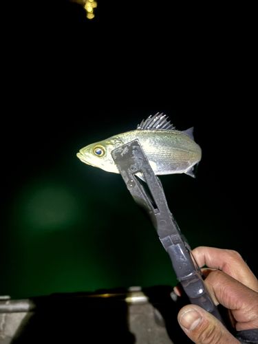 セイゴ（ヒラスズキ）の釣果