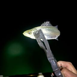 セイゴ（ヒラスズキ）