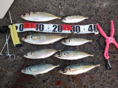 マアジの釣果