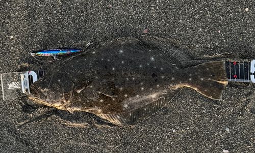 ヒラメの釣果
