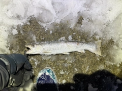 アメマスの釣果
