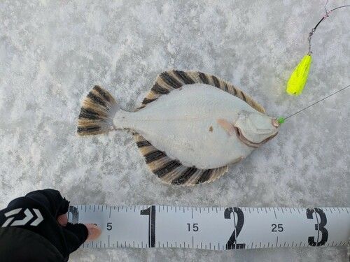 カワガレイの釣果