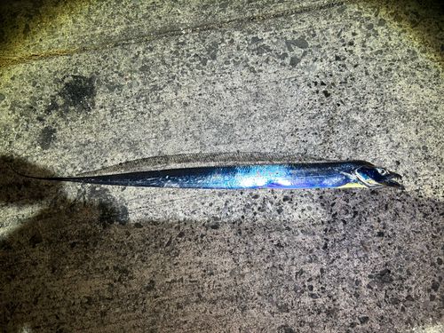 タチウオの釣果