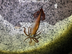 ケンサキイカの釣果