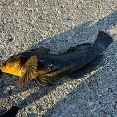 アイナメの釣果