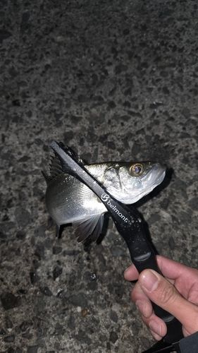 セイゴ（マルスズキ）の釣果