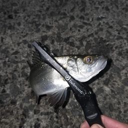 セイゴ（マルスズキ）