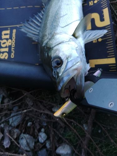 セイゴ（マルスズキ）の釣果