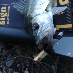 セイゴ（マルスズキ）