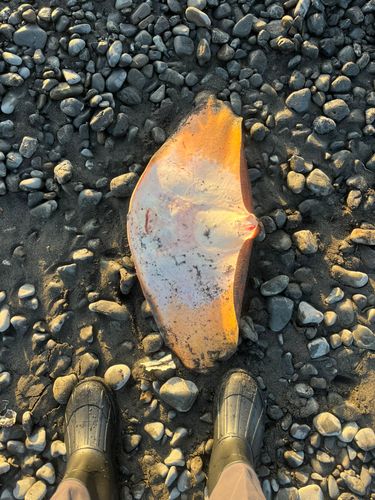 ツバクロエイの釣果