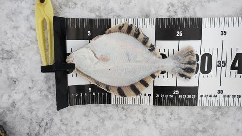 カワガレイの釣果