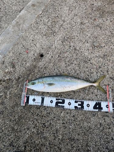 御崎漁港（鳥取）