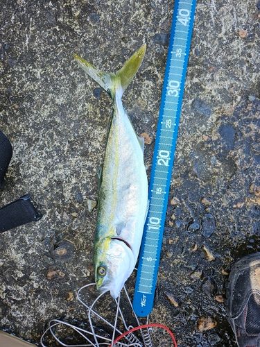 ツバイソの釣果