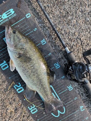 ブラックバスの釣果