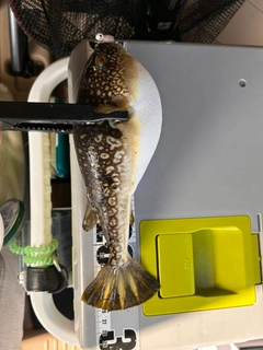 フグの釣果
