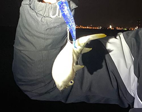 クサフグの釣果