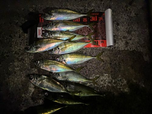 アジの釣果