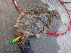 ヒラメの釣果